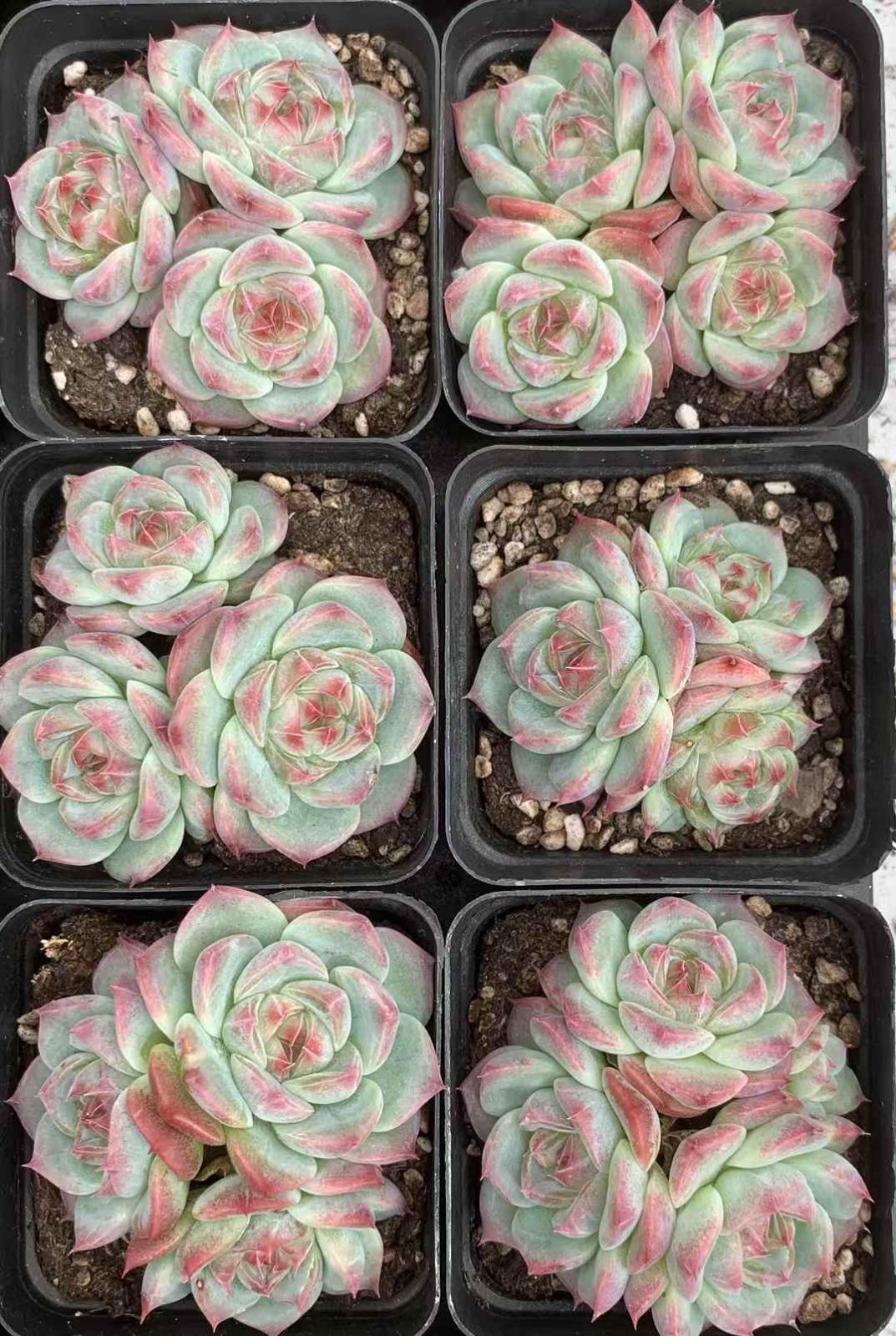 24株×タマフウヨウ 多肉植物 エケベリア セダム アエオニウム グラプトペタルム 韓国苗 寄せ植え LX 162