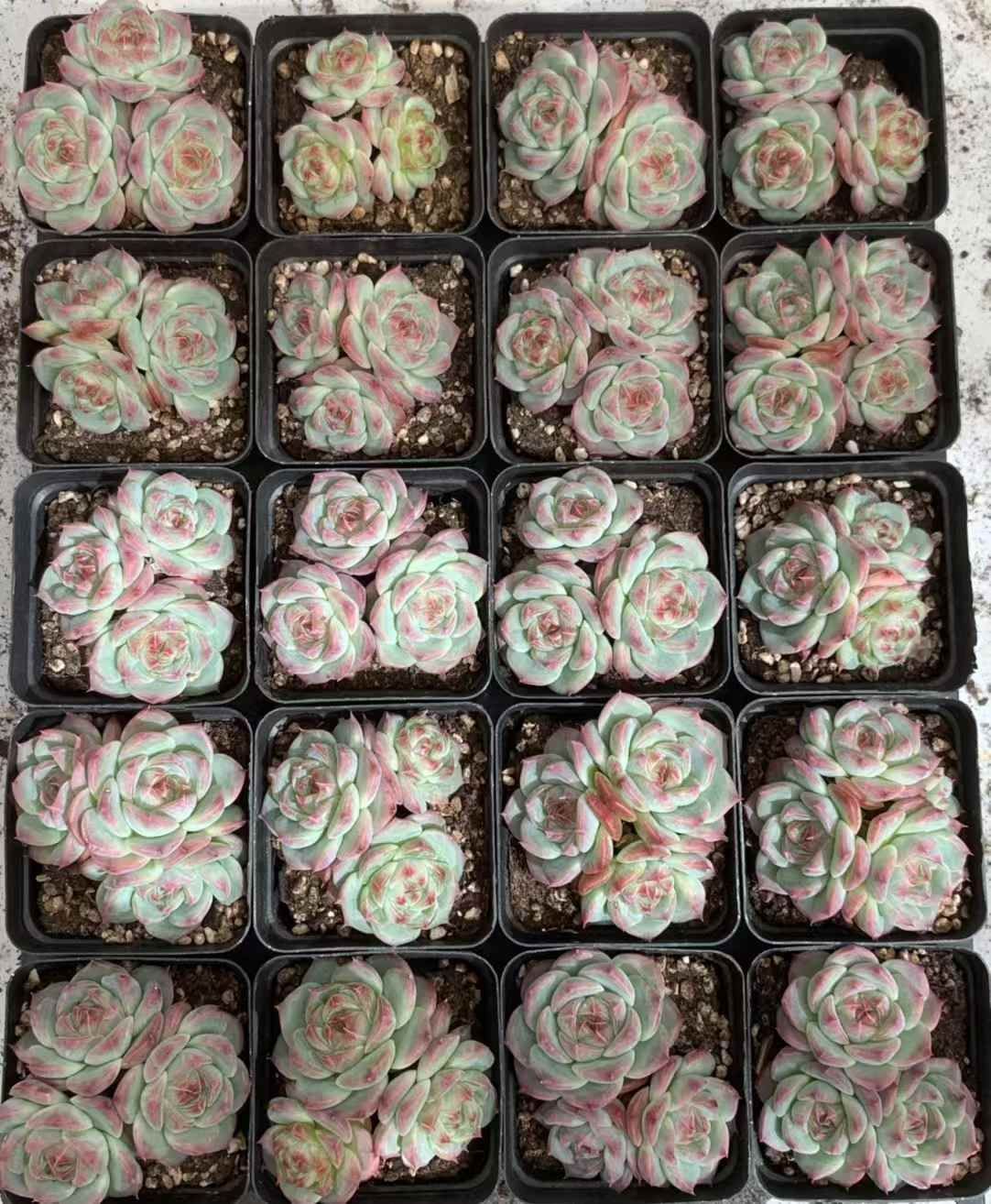 24株 タマフウヨウ 多肉植物 エケベリア セダム アエオニウム グラプトペタルム 韓国苗 寄せ植え LX 162