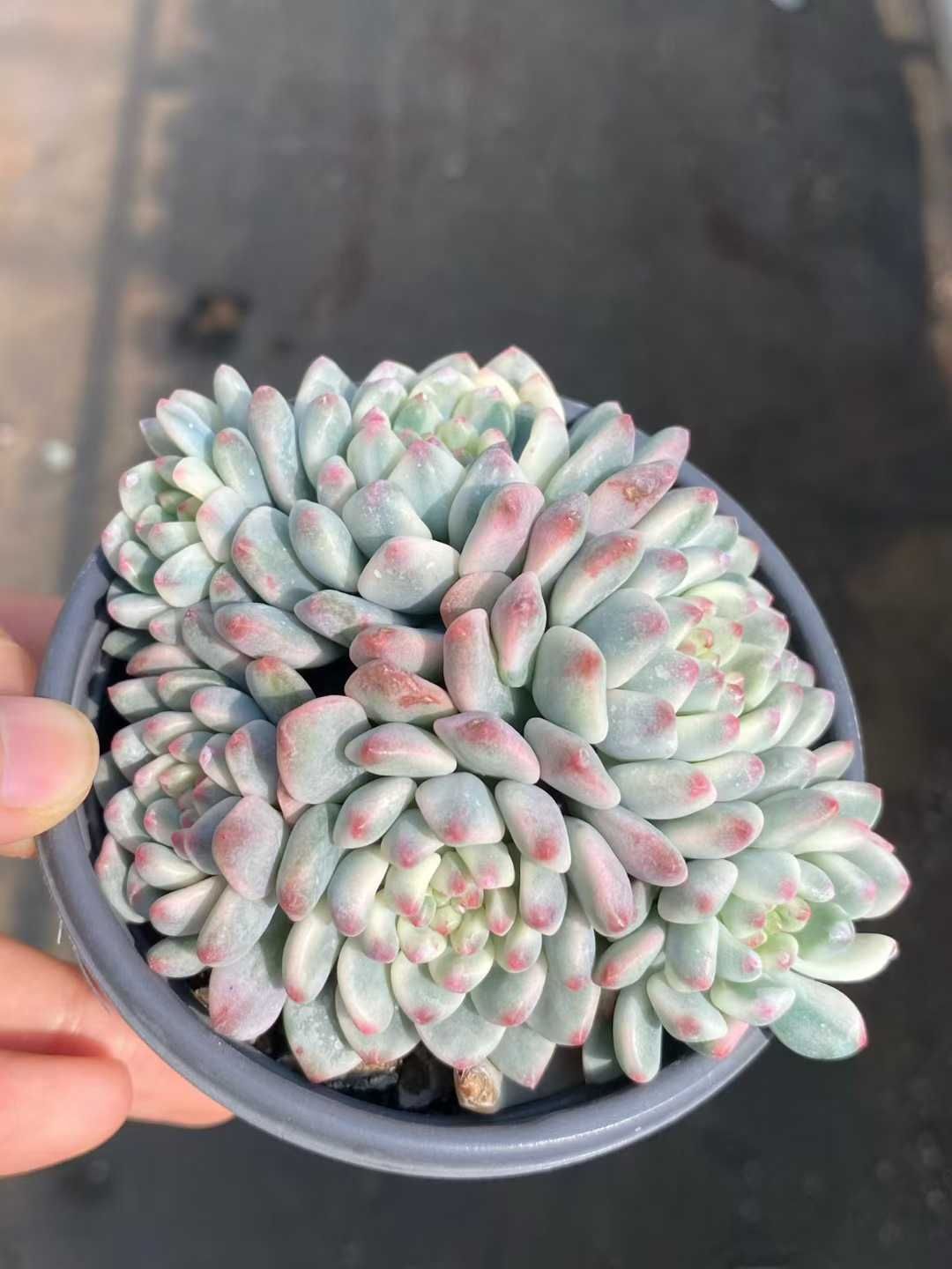 エケベリア セダム