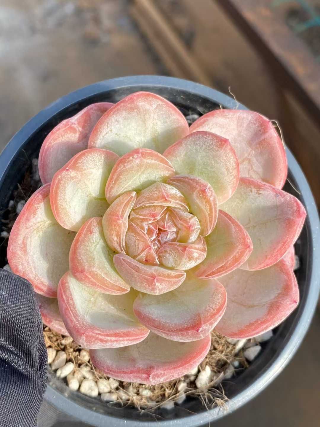 24株×スタージェニー 多肉植物 エケベリア セダム アエオニウム グラプトペタルム 韓国苗 寄せ植え MY 863