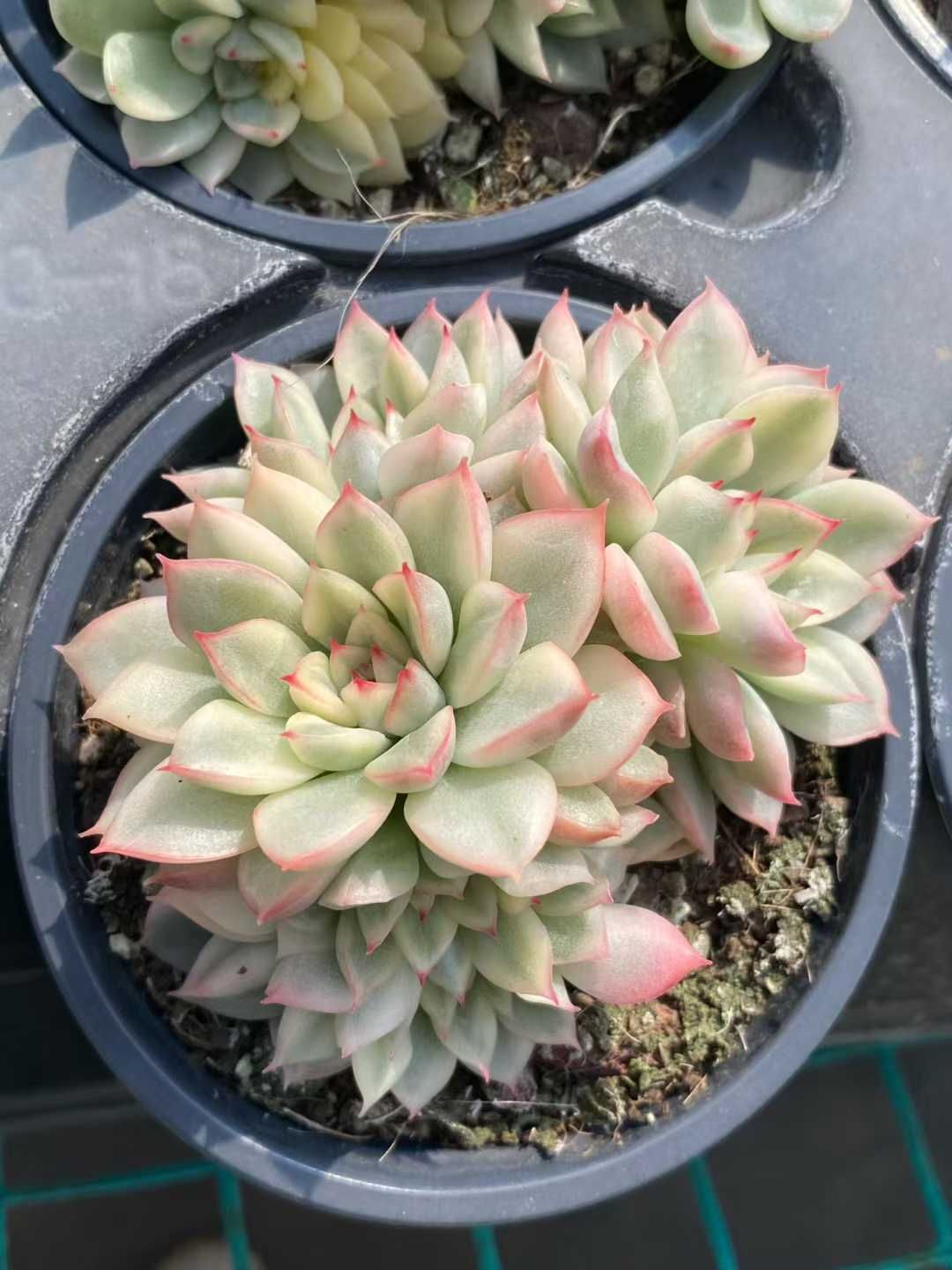 多肉植物 エケベリア