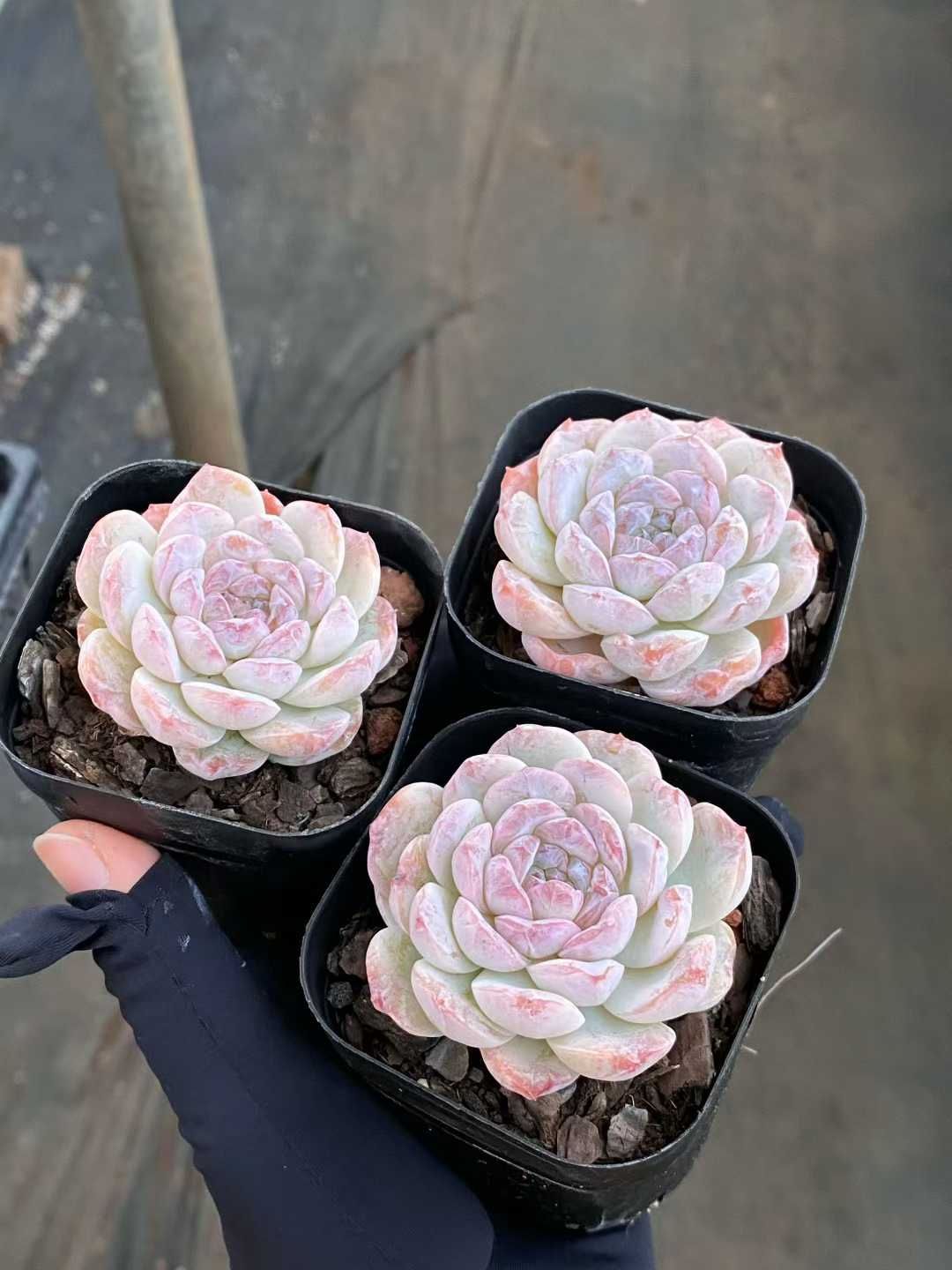 50株×カプチーノ 多肉植物 エケベリア セダム アエオニウム グラプトペタルム 韓国苗 寄せ植え MY 865