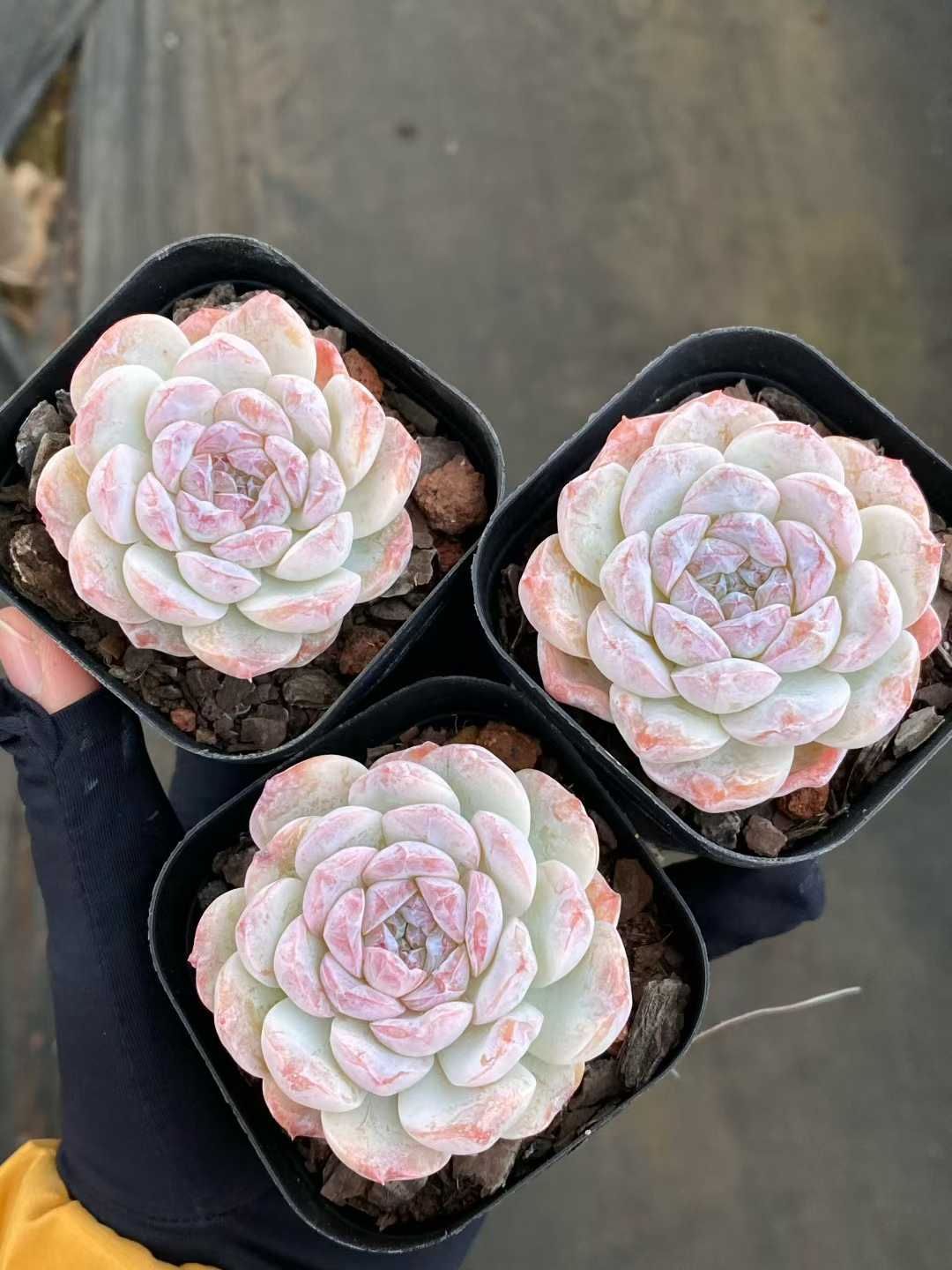 50株×カプチーノ 多肉植物 エケベリア セダム アエオニウム グラプトペタルム 韓国苗 寄せ植え MY 865