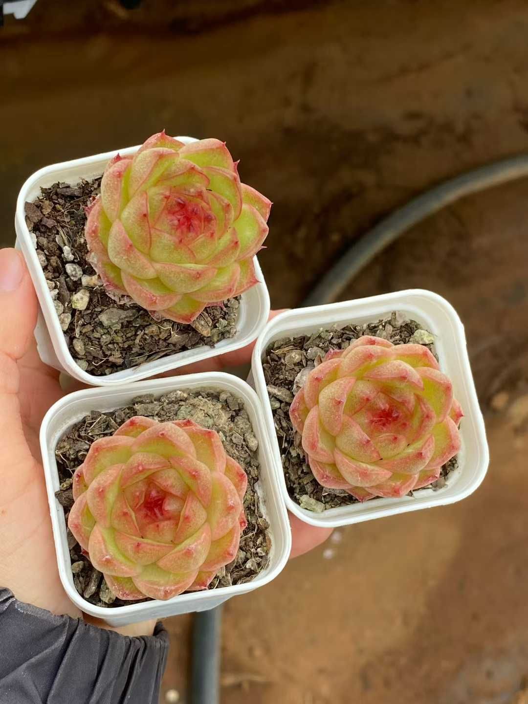 24株 フンケンバイキュウ 多肉植物 エケベリア セダム アエオニウム グラプトペタルム 韓国苗 寄せ植え MY 866