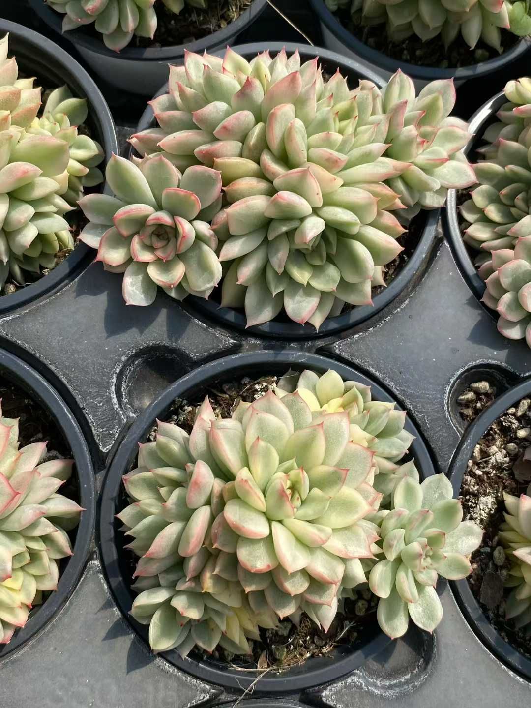 24株 メヒナニシキ 多肉植物 エケベリア セダム アエオニウム グラプトペタルム 韓国苗 寄せ植え MY 862