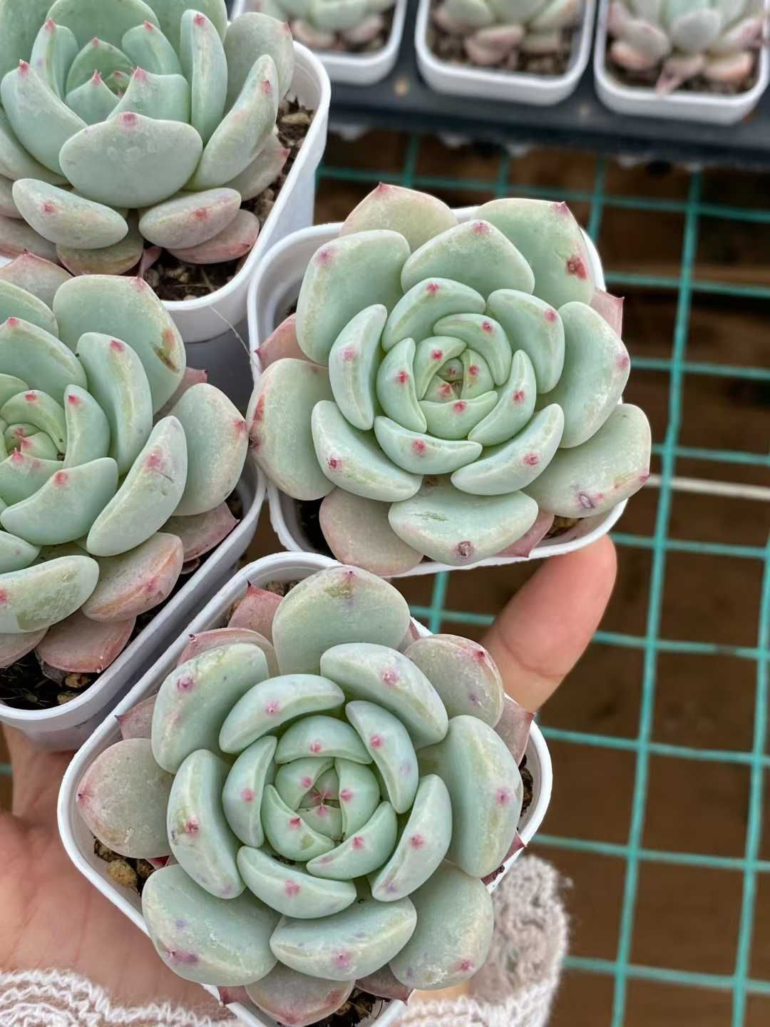 50株×ウンソウ 多肉植物 エケベリア セダム アエオニウム グラプトペタルム 韓国苗 寄せ植え MY 868