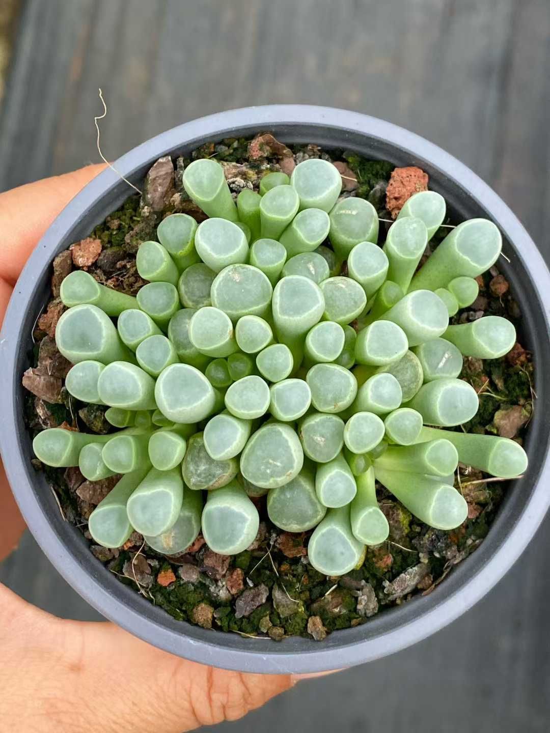 24株×ゴジュウレイギョク