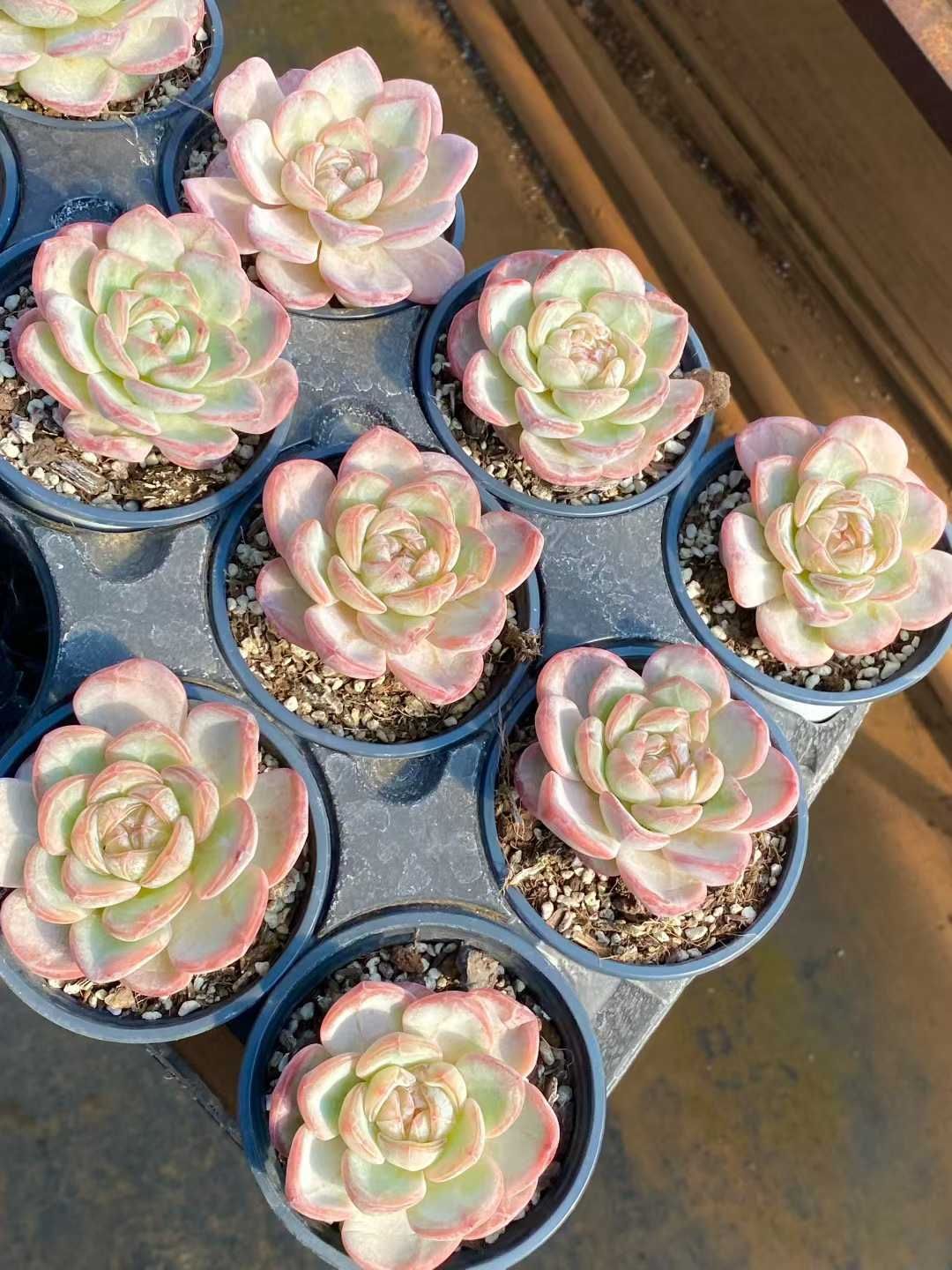 24株 スタージェニー 多肉植物 エケベリア セダム アエオニウム グラプトペタルム 韓国苗 寄せ植え MY 863