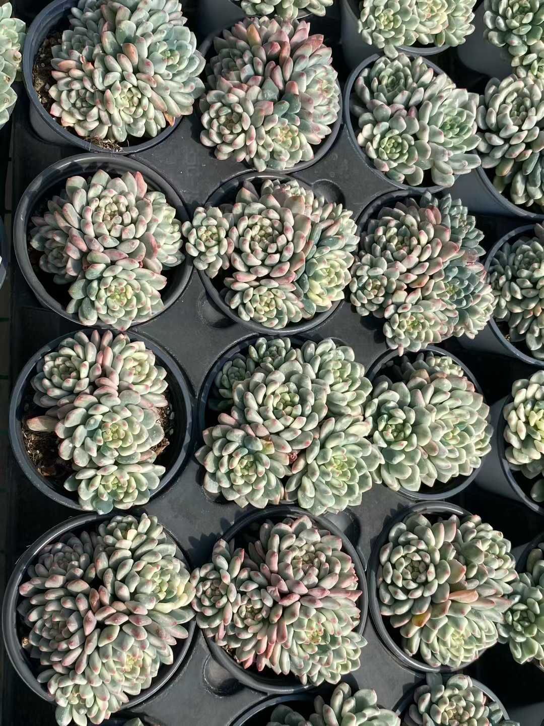 12株×ブルーアップルニシキ 多肉植物 エケベリア セダム アエオニウム グラプトペタルム 韓国苗 寄せ植え MY 861