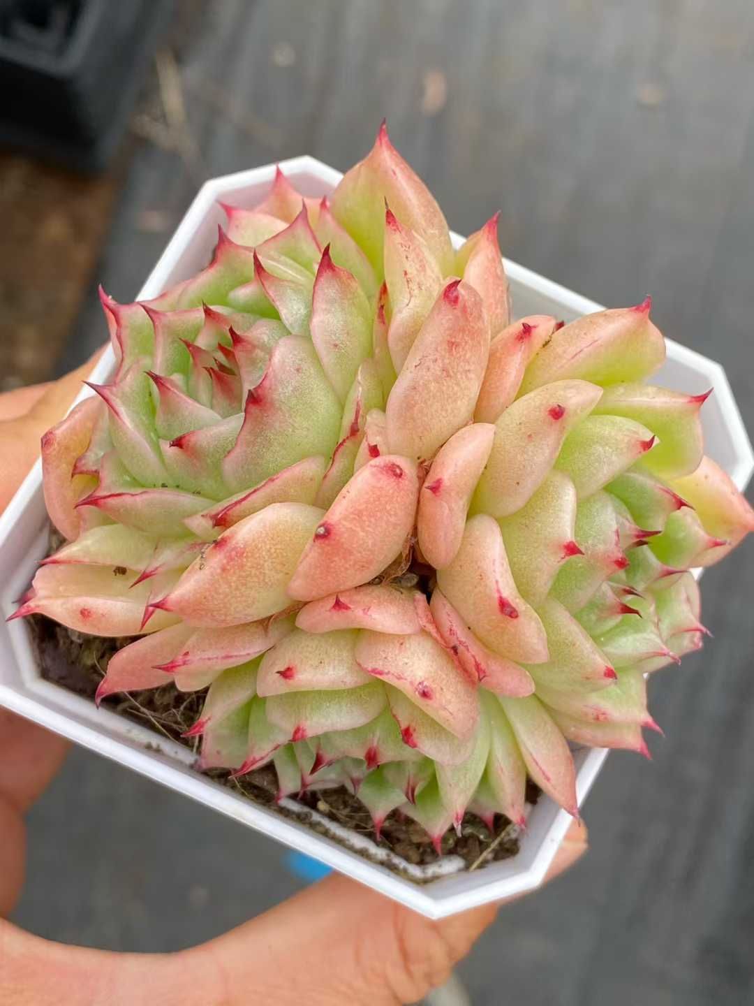 24株 ホウオウビ 多肉植物 エケベリア セダム アエオニウム グラプトペタルム 韓国苗 寄せ植え QS 1211