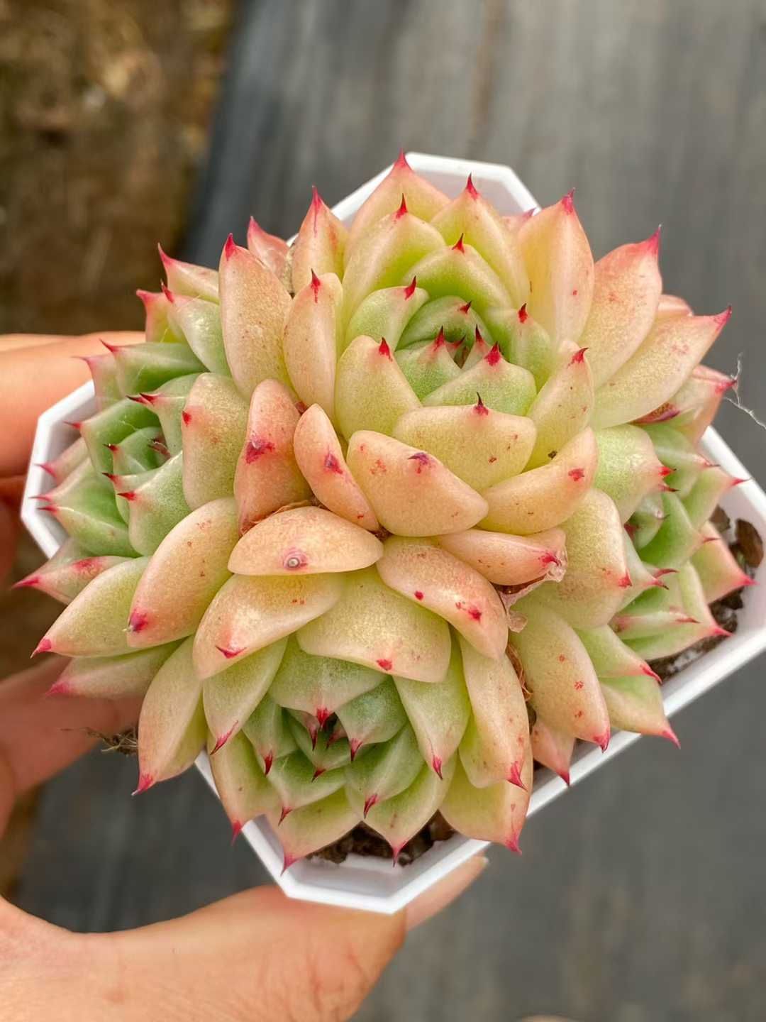 24株×ホウオウビ 多肉植物 エケベリア セダム アエオニウム グラプトペタルム 韓国苗 寄せ植え QS 1211