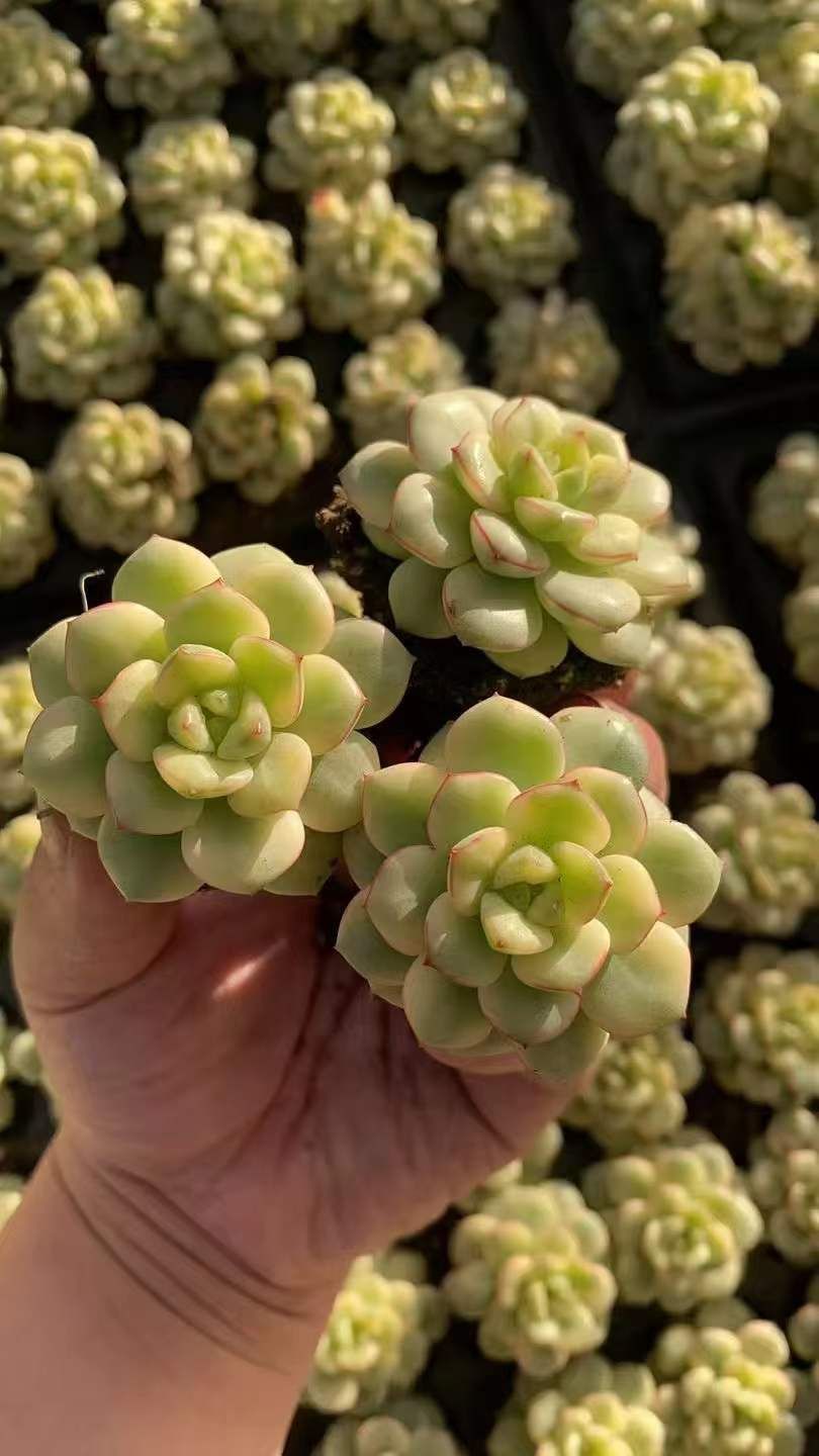 50苗 タンゴニシキ 多肉植物 エケベリア セダム アエオニウム グラプトペタルム 韓国苗 寄せ植え RC 2119