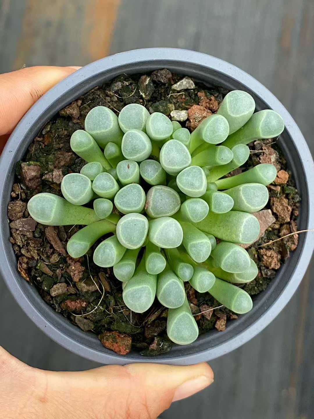 グラプトペタルム