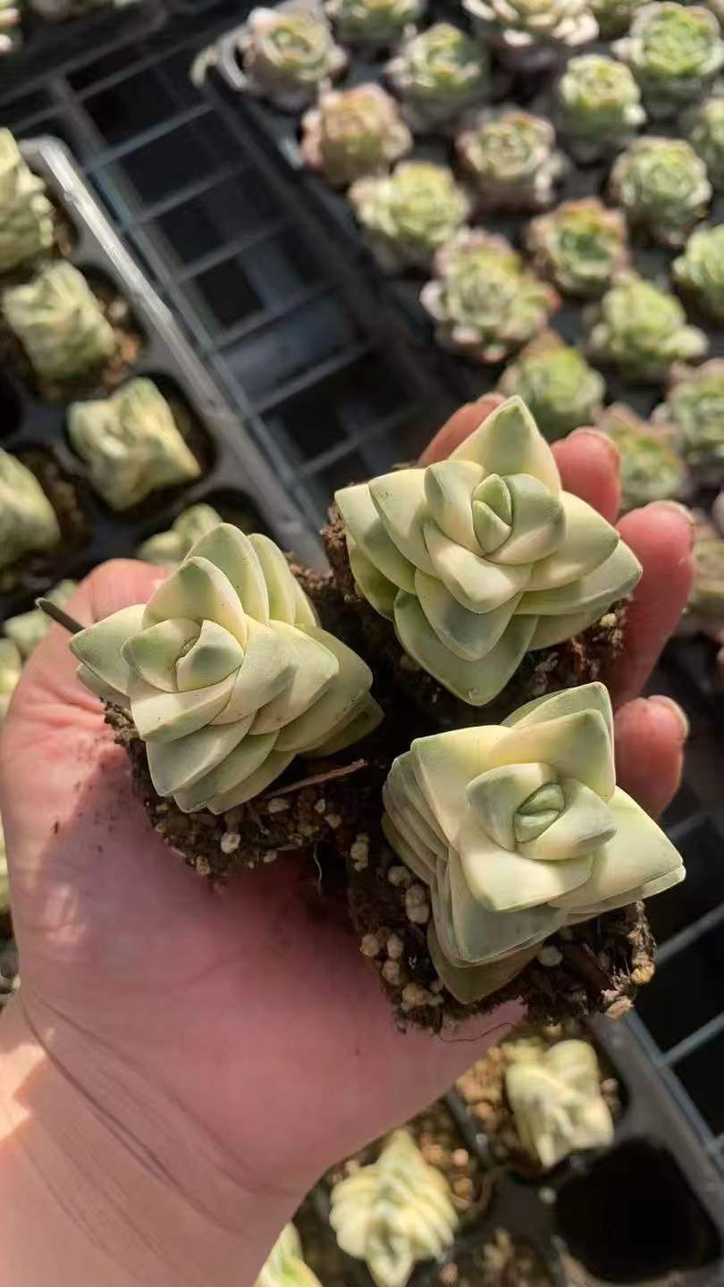 50苗 キノカワニシキ 多肉植物 エケベリア セダム アエオニウム グラプトペタルム 韓国苗 寄せ植え RC 2126