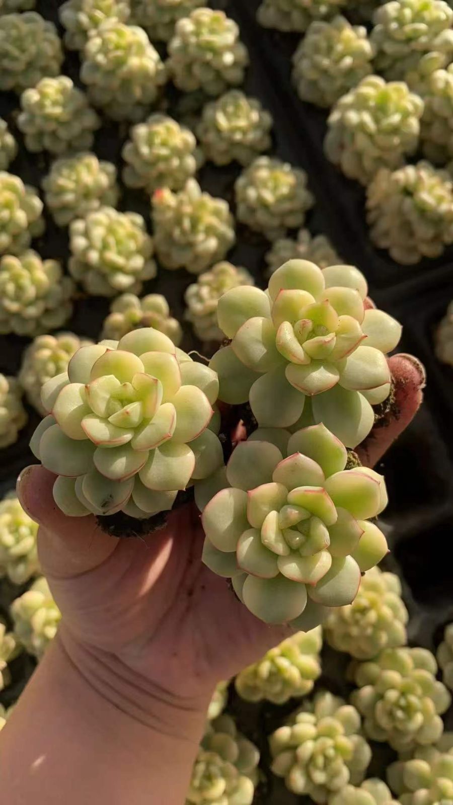 50苗×タンゴニシキ 多肉植物 エケベリア セダム アエオニウム グラプトペタルム 韓国苗 寄せ植え RC 2119