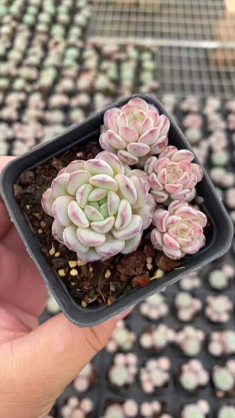 50株×ルビン 多肉植物 エケベリア セダム アエオニウム グラプトペタルム 韓国苗 寄せ植え RC 2140