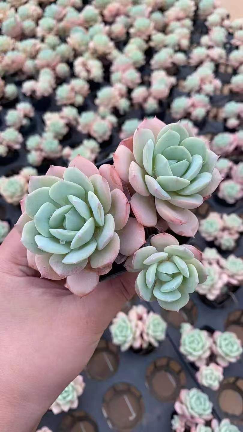 24株×ゼリーコイズク 多肉植物 エケベリア セダム アエオニウム グラプトペタルム 韓国苗 寄せ植え RC 2142