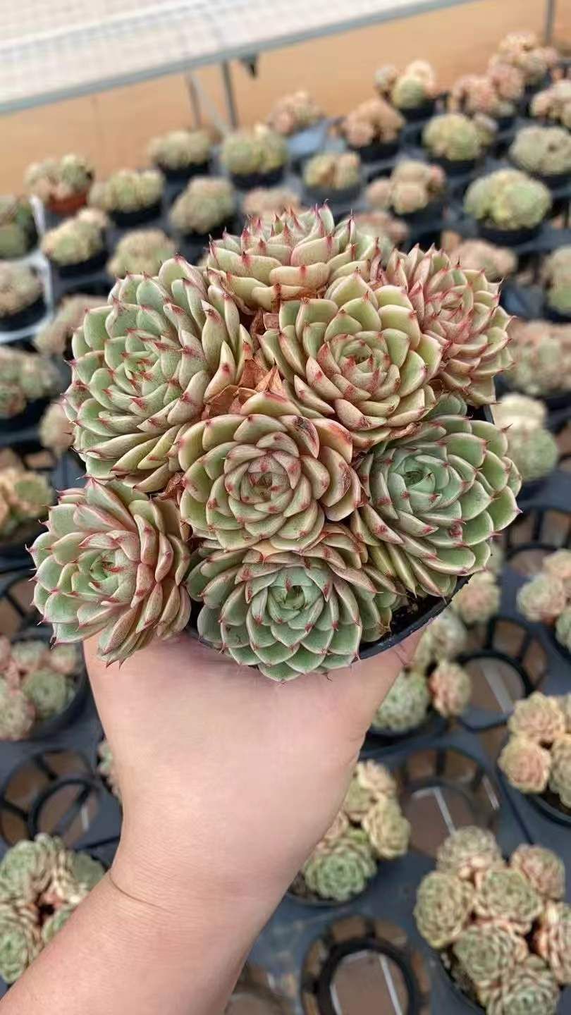 12株 ベンバティス 多肉植物 エケベリア セダム アエオニウム グラプトペタルム 韓国苗 寄せ植え RC 2144