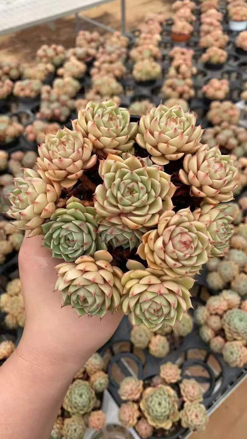 12株×ベンバティス 多肉植物 エケベリア セダム アエオニウム グラプトペタルム 韓国苗 寄せ植え RC 2145