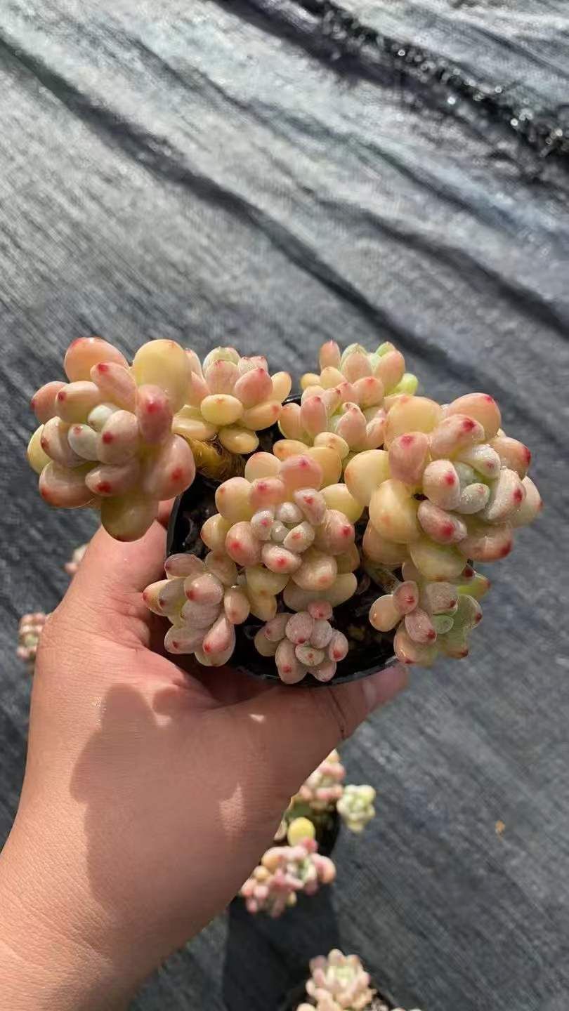 18株×ラウル 多肉植物 エケベリア セダム アエオニウム グラプトペタルム 韓国苗 寄せ植え RC 2147