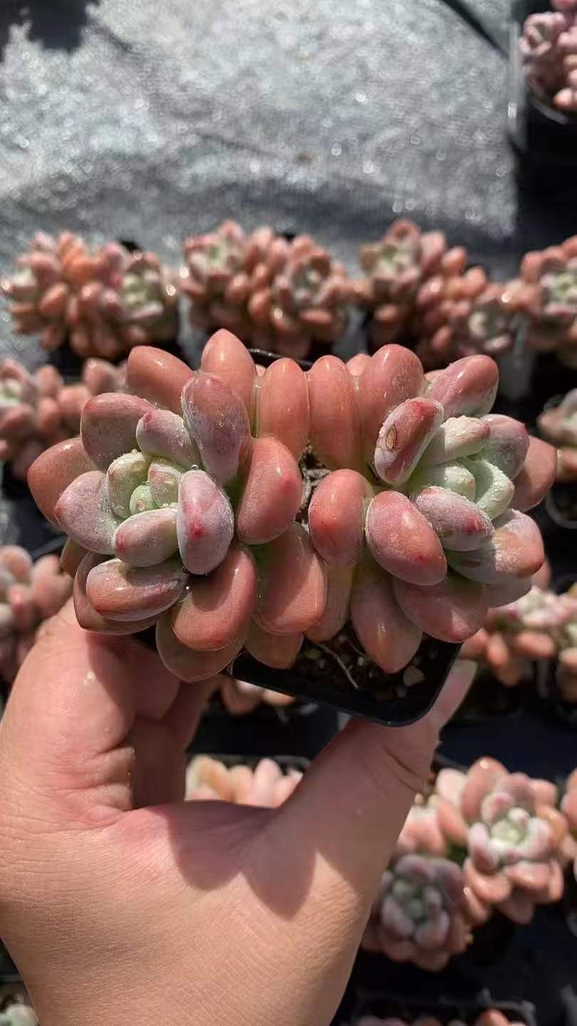 50株×ピンクラクジン 多肉植物 エケベリア セダム アエオニウム グラプトペタルム 韓国苗 寄せ植え RC 2150