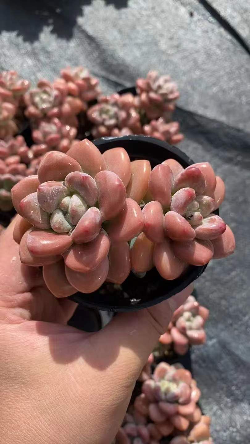 ユーフォルビア 白衣ゼブラホリダ 大株 ユーフォルビア 白衣