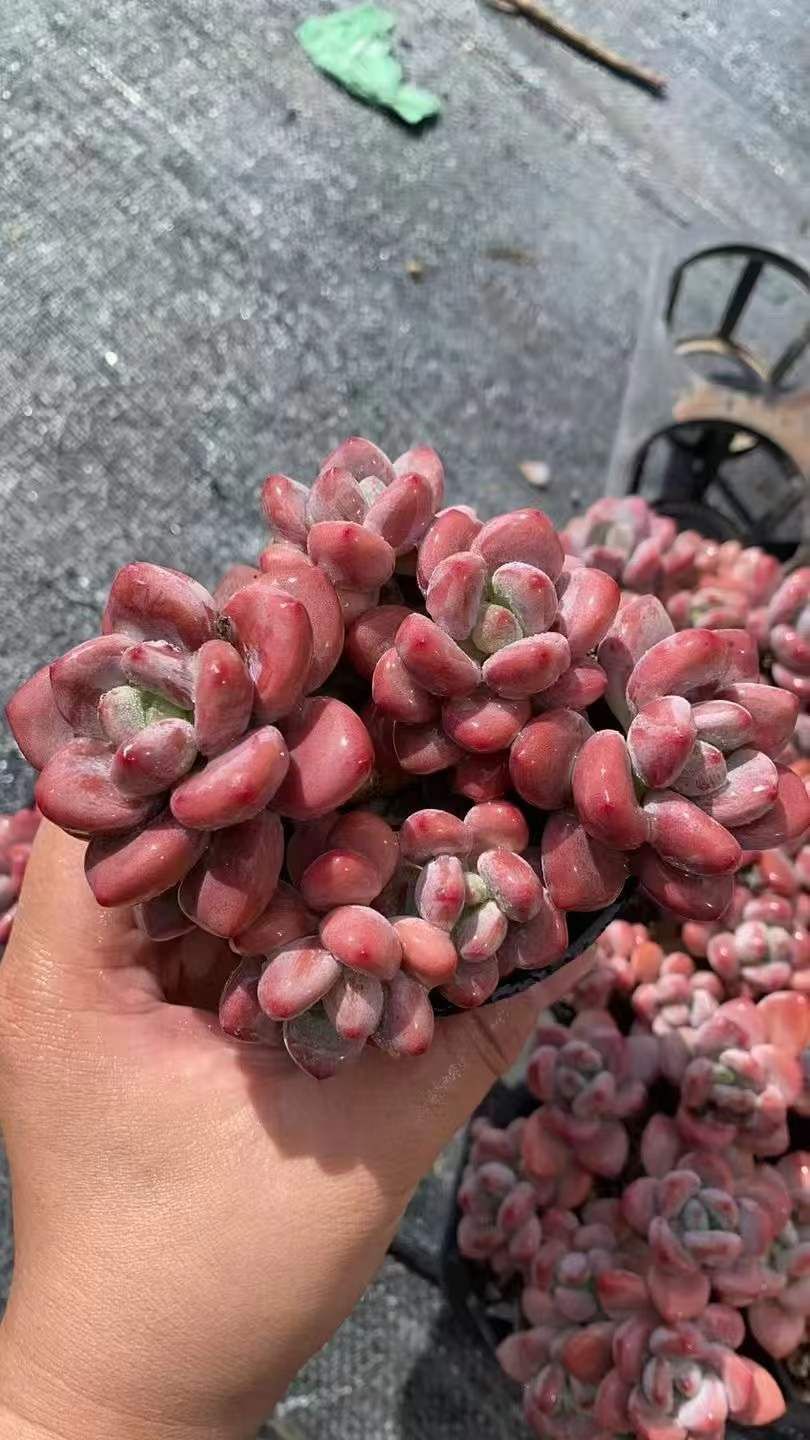 18株 オウカラクジン 多肉植物 エケベリア セダム アエオニウム グラプトペタルム 韓国苗 寄せ植え RC 2152