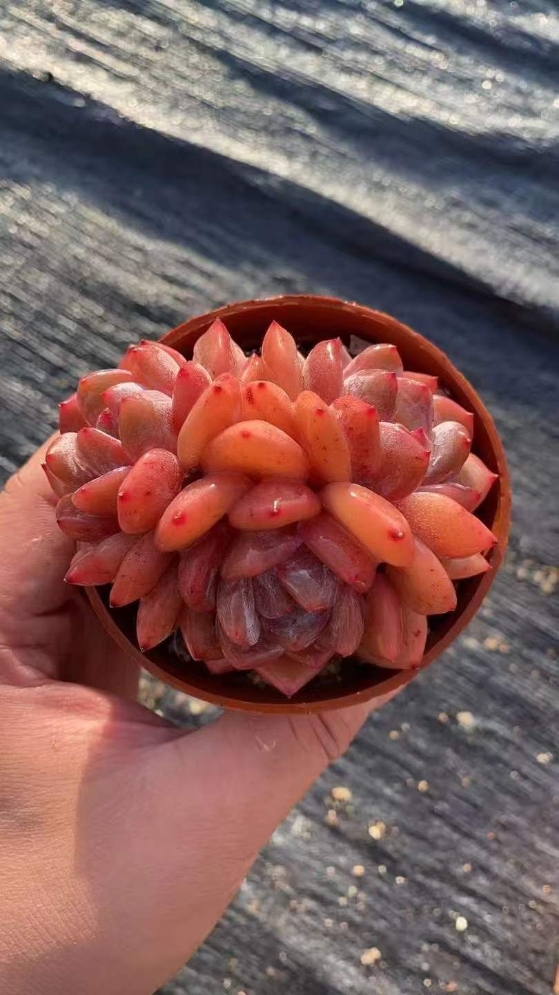 18株×ユキテンシ 多肉植物 エケベリア セダム アエオニウム グラプトペタルム 韓国苗 寄せ植え RC 2154