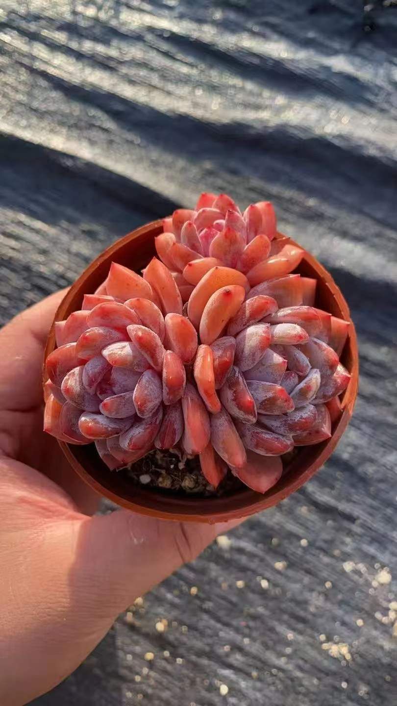 18株×ユキテンシ 多肉植物 エケベリア セダム アエオニウム グラプトペタルム 韓国苗 寄せ植え RC 2154