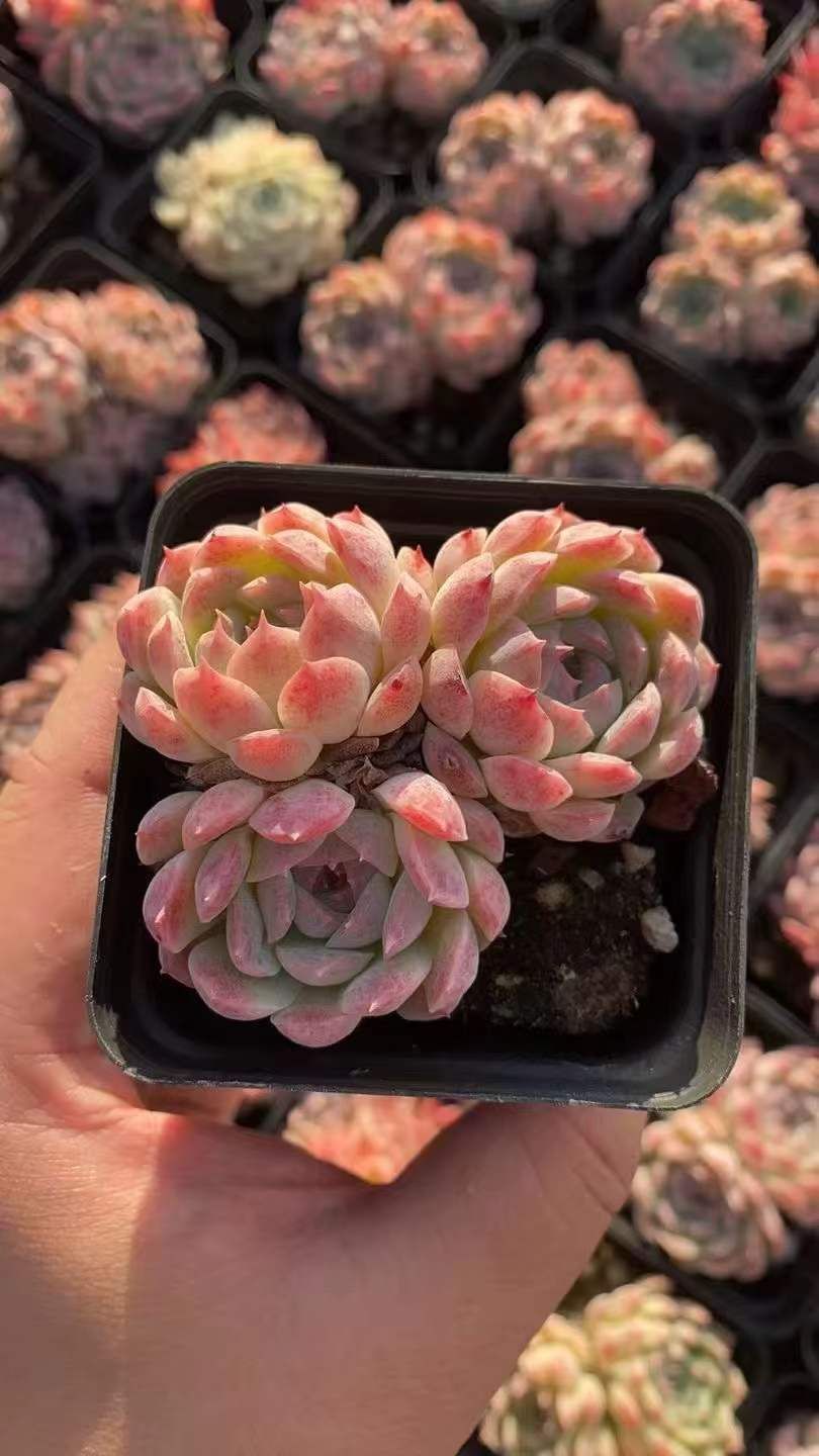 50株×ピンクベラ 多肉植物 エケベリア セダム アエオニウム グラプトペタルム 韓国苗 寄せ植え RC2156