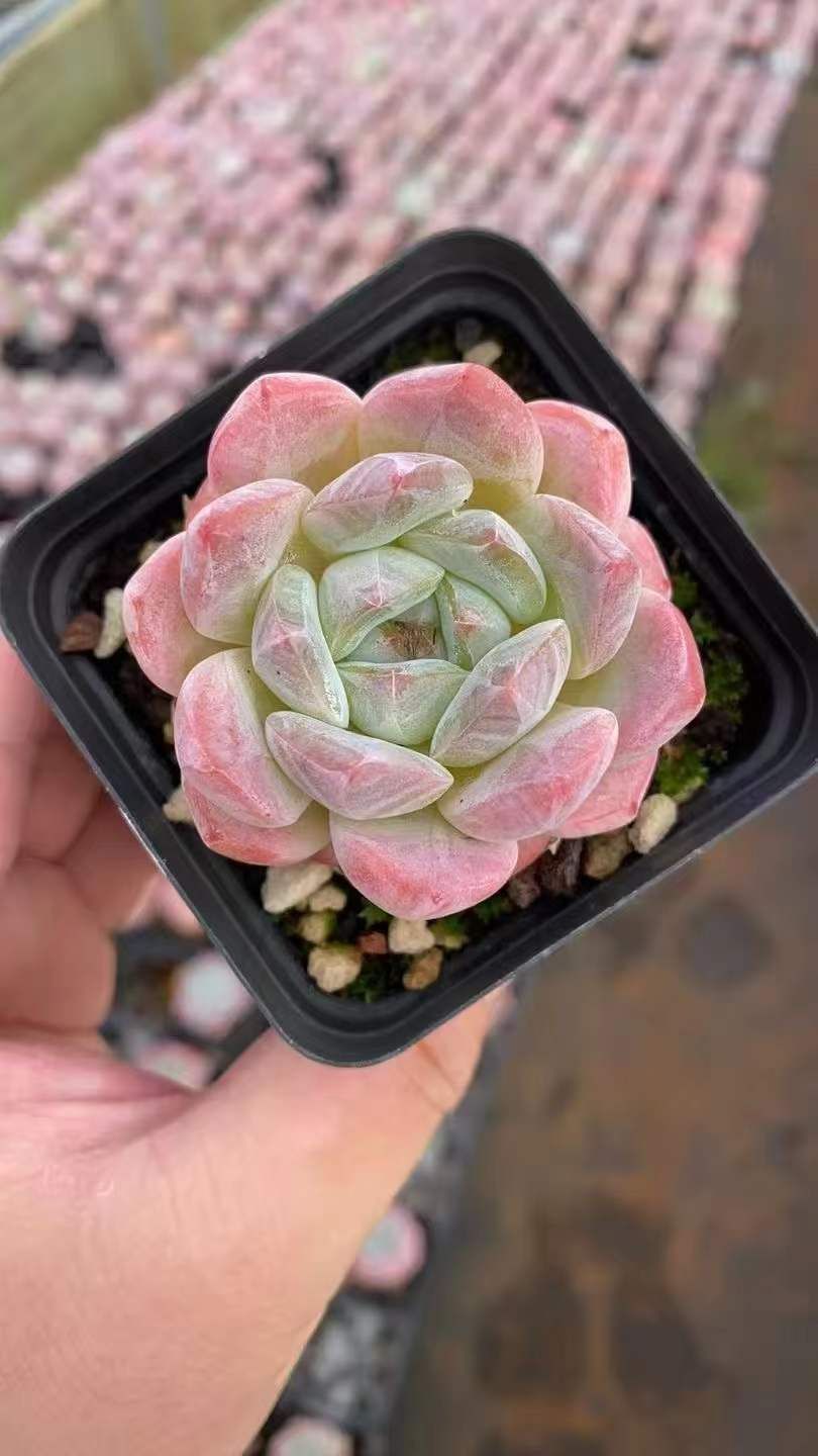50株×ピンクユメ 多肉植物 エケベリア セダム アエオニウム グラプトペタルム 韓国苗 寄せ植え RC 2158