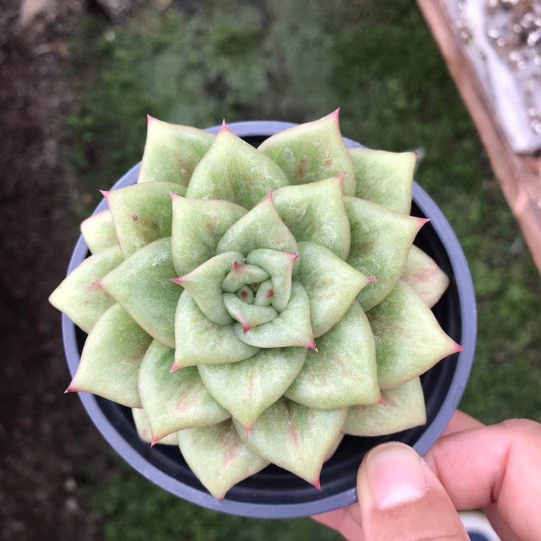 18株×バラ 多肉植物 エケベリア セダム アエオニウム グラプトペタルム