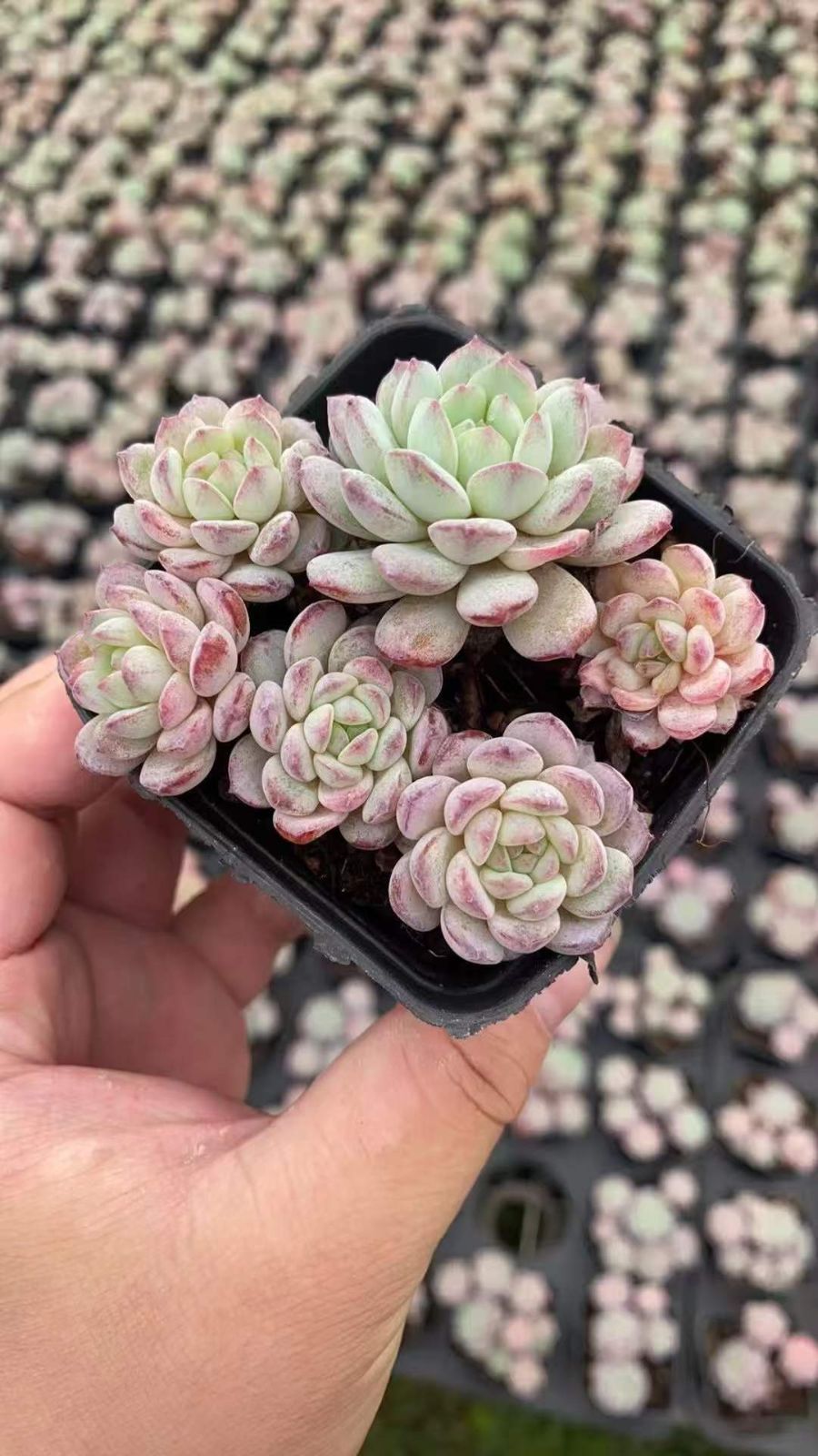 24株×ルビン 多肉植物 エケベリア セダム アエオニウム グラプトペタルム 韓国苗 寄せ植え RC 2141