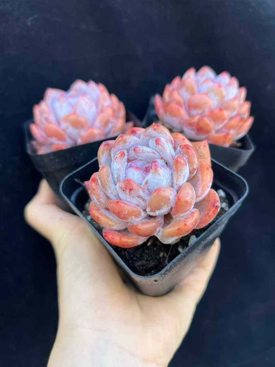 50株 ホワイトフロストエンゼル 多肉植物 エケベリア セダム アエオニウム グラプトペタルム 韓国苗 寄せ植え