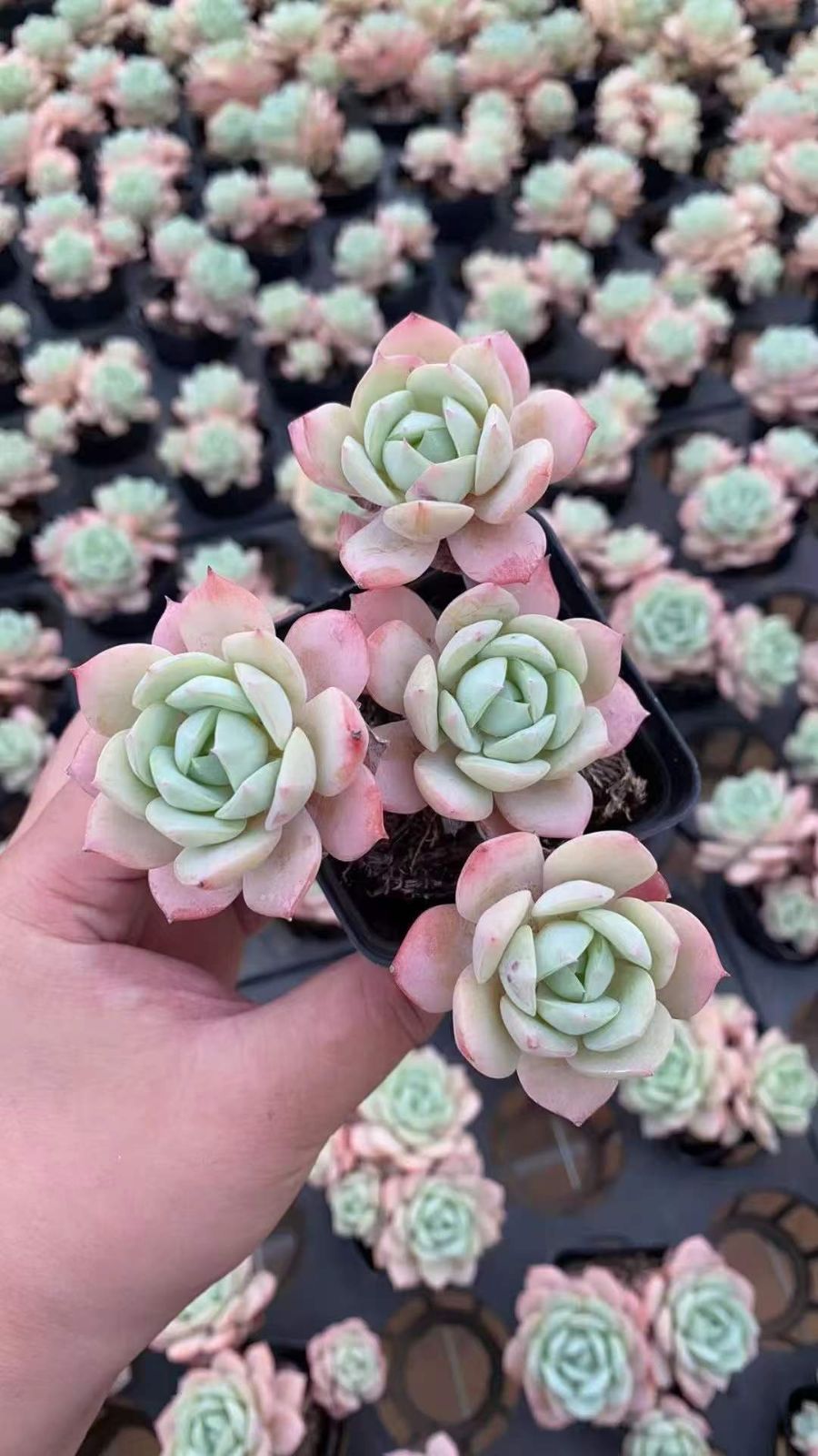 24株×ゼリーコイズク 多肉植物 エケベリア セダム アエオニウム グラプトペタルム 韓国苗 寄せ植え RC 2142