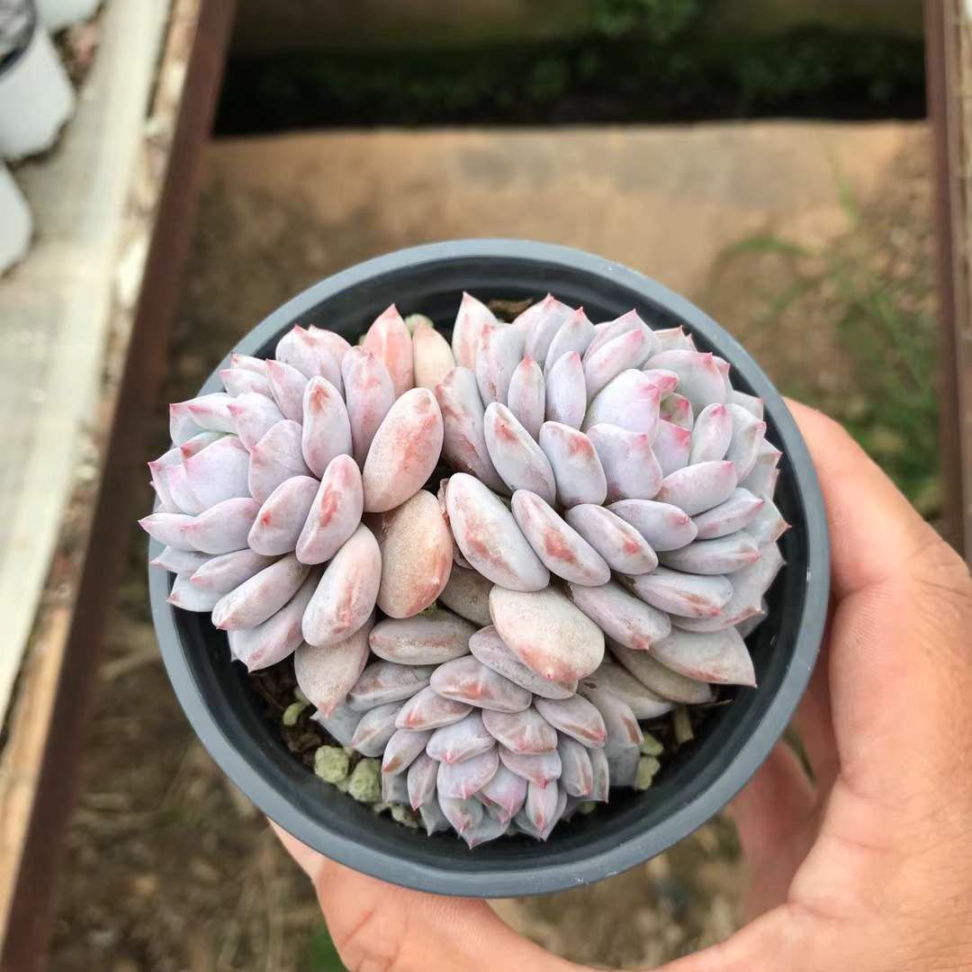 18株×ギョクフヨウ 多肉植物 エケベリア セダム アエオニウム グラプトペタルム 韓国苗 寄せ植え SKL 1416