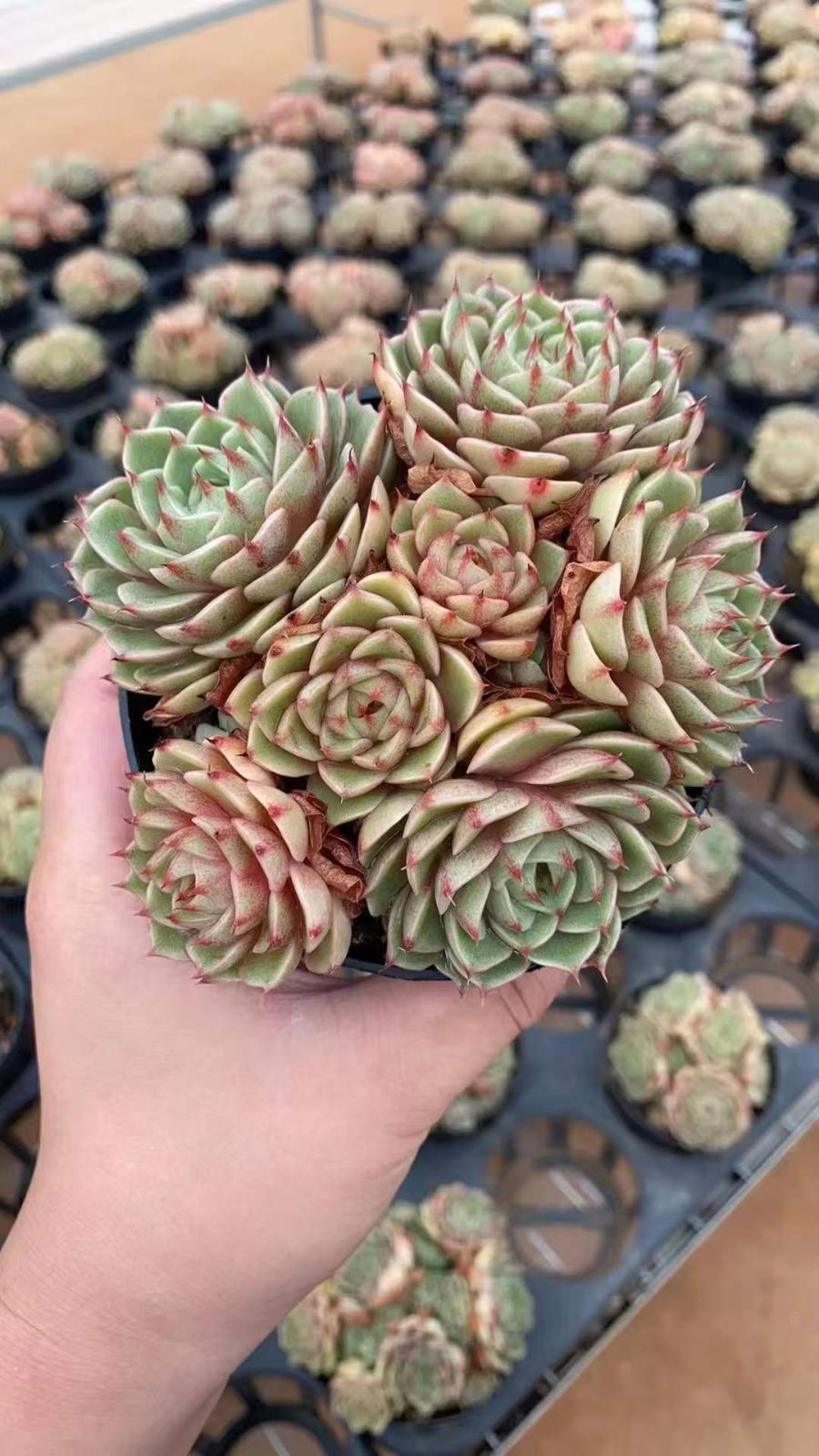 12株×ベンバティス 多肉植物 エケベリア セダム アエオニウム グラプトペタルム 韓国苗 寄せ植え RC 2144