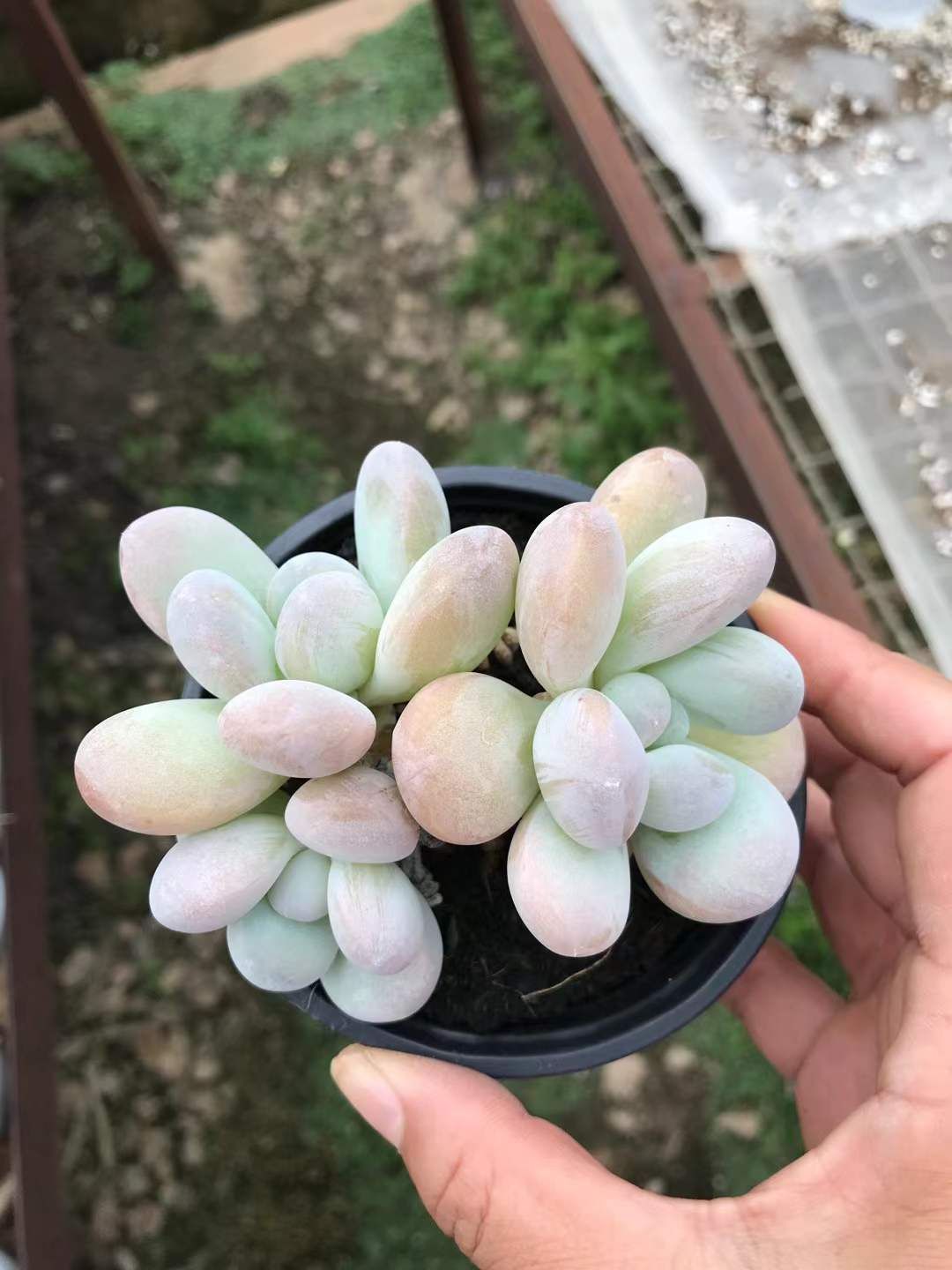 18株×バービーミルク 多肉植物 エケベリア セダム アエオニウム グラプトペタルム 韓国苗 寄せ植え SKL 1422