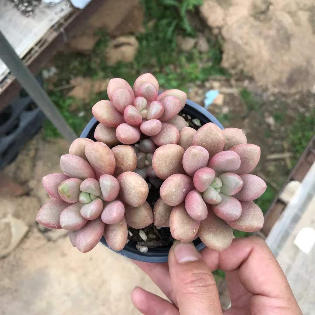 18株×アバンギャルド 多肉植物 エケベリア セダム アエオニウム グラプトペタルム 韓国苗 寄せ植え SKL 1423