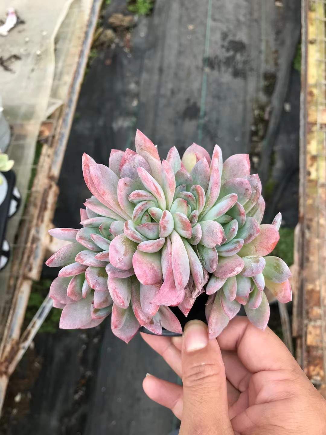 18株×ゼンメイシンタンタンツズキ 多肉植物 エケベリア セダム アエオニウム グラプトペタルム 韓国苗 寄せ植え SKL 1425