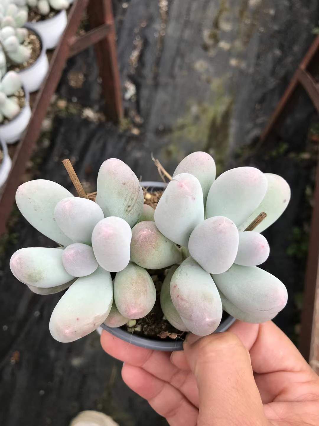 18株×ミコナイル 多肉植物 エケベリア セダム アエオニウム グラプトペタルム 韓国苗 寄せ植え SKL 1428