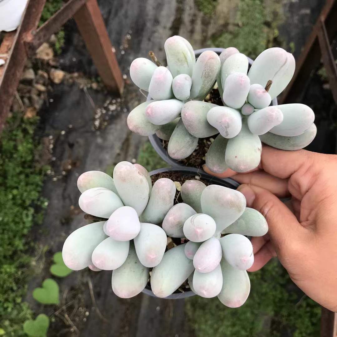 18株×ミコナイル 多肉植物 エケベリア セダム アエオニウム グラプトペタルム 韓国苗 寄せ植え SKL 1428