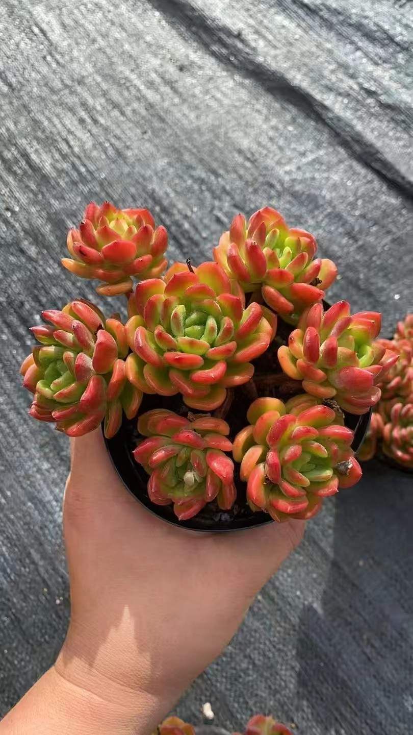 12株 ファンタ 多肉植物 エケベリア セダム アエオニウム グラプトペタルム 韓国苗 寄せ植え RC 2149
