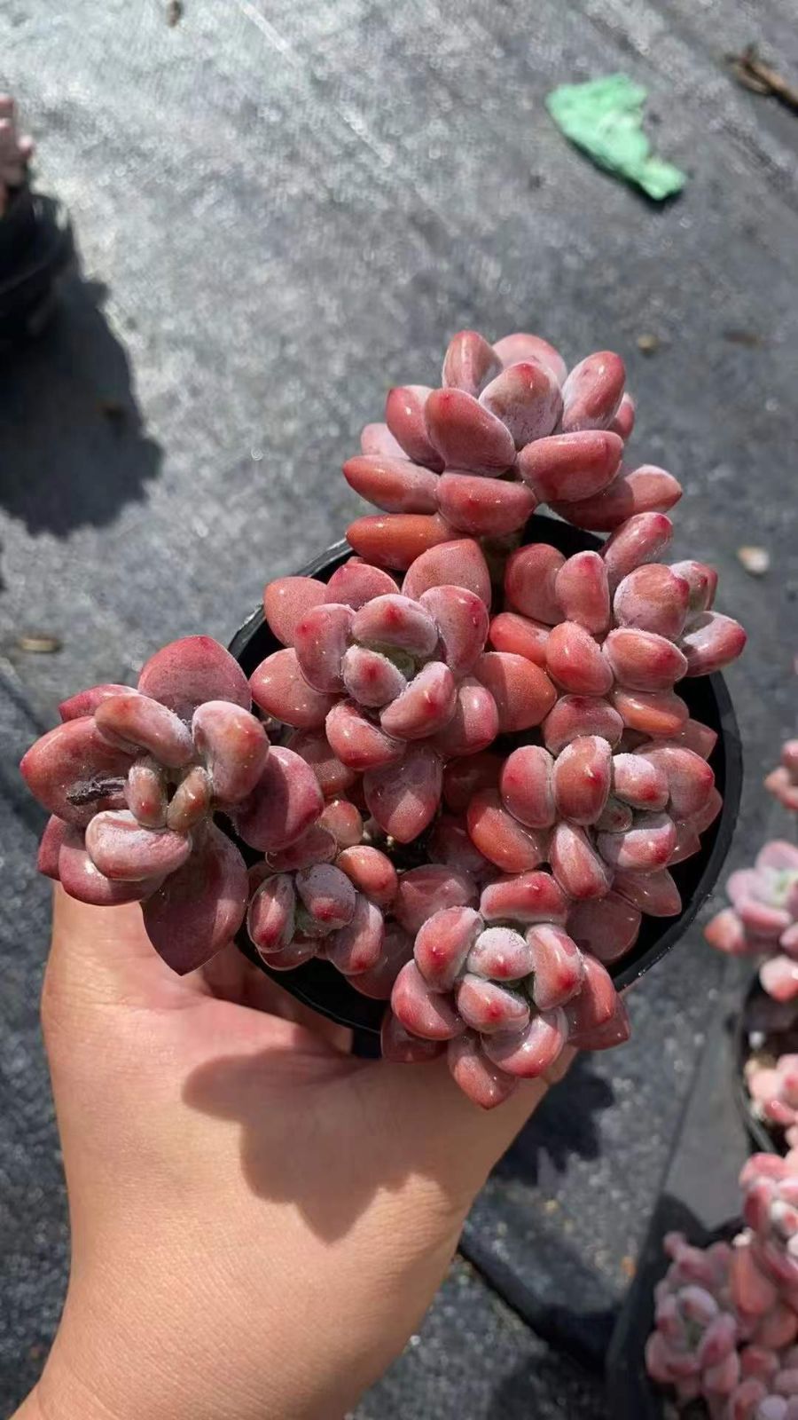 18株×オウカラクジン 多肉植物 エケベリア セダム アエオニウム グラプトペタルム 韓国苗 寄せ植え RC 2152 葉っぱ美しい その他多肉植物 