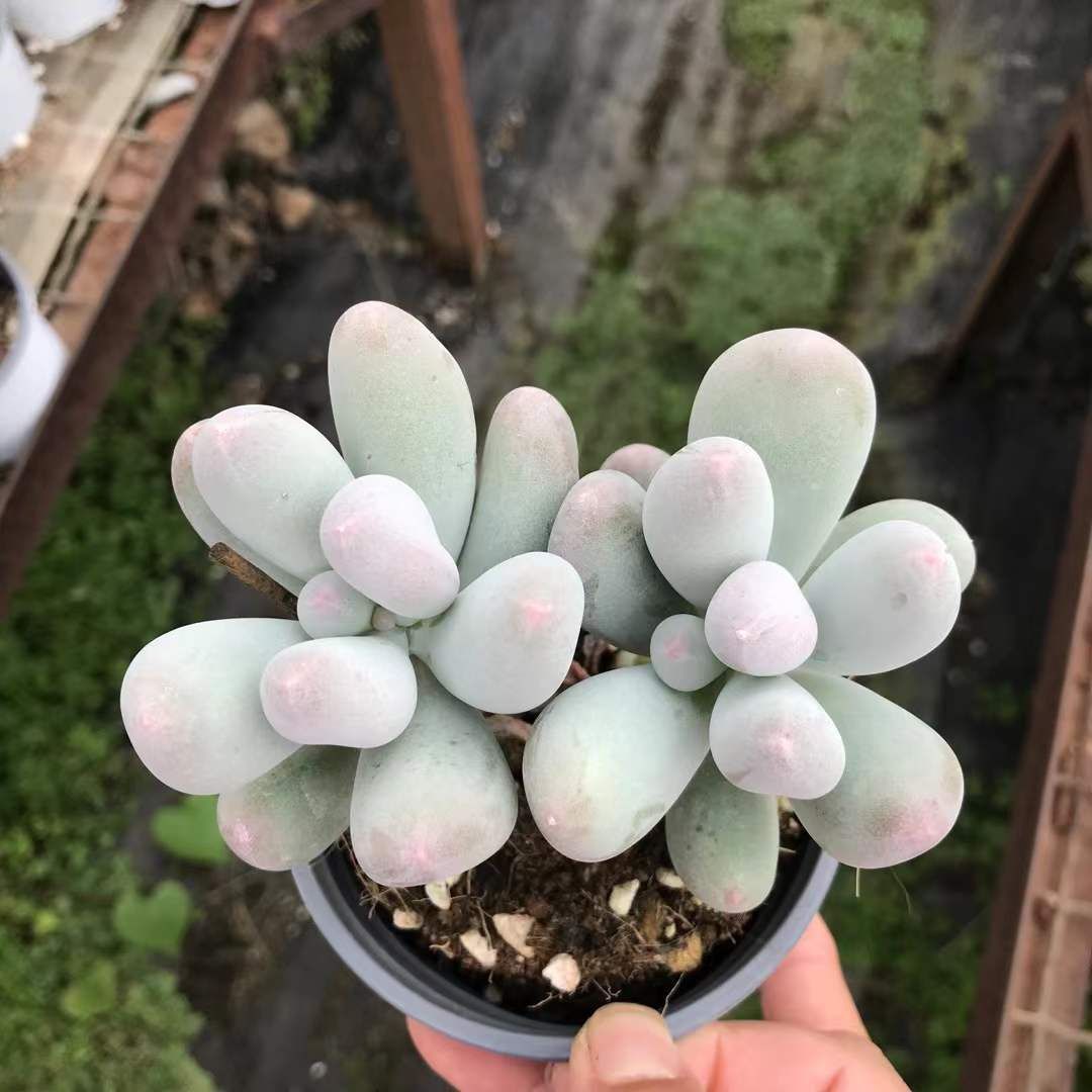 18株×ミコナイル 多肉植物 エケベリア セダム アエオニウム グラプトペタルム 韓国苗 寄せ植え SKL 1428