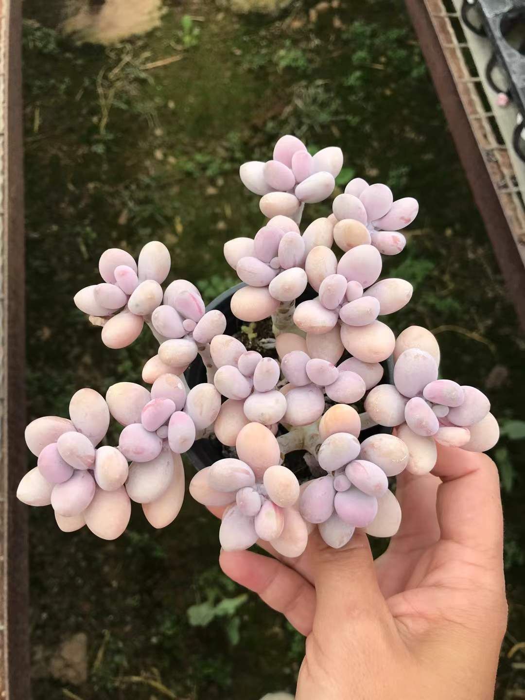 8株 モモタマ 多肉植物 エケベリア セダム アエオニウム グラプトペタルム 韓国苗 寄せ植え SKL 1430