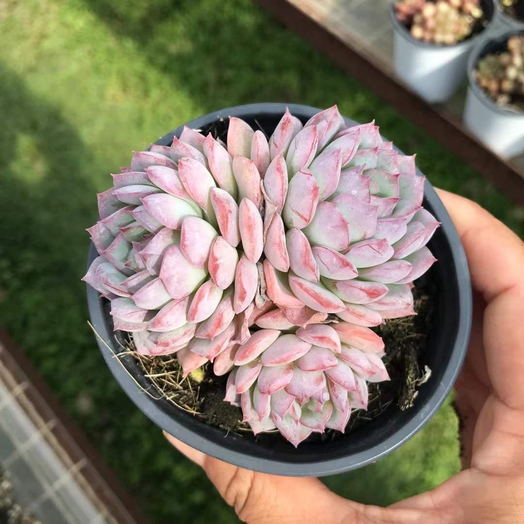 18株×デザートローズ 多肉植物 エケベリア セダム アエオニウム グラプトペタルム 韓国苗 寄せ植え SKL 1434