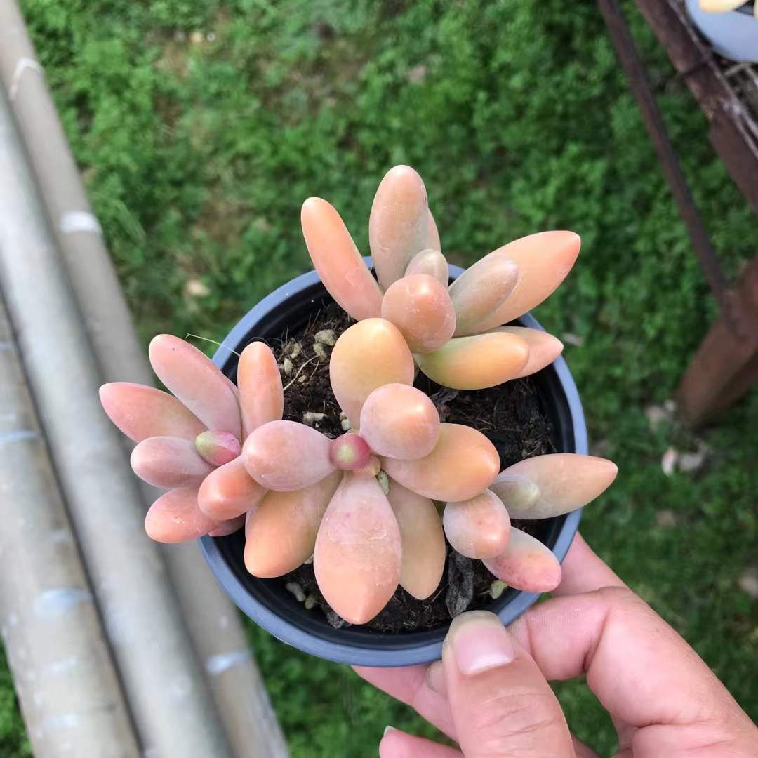 18株×キャンディビジン 多肉植物 エケベリア セダム アエオニウム グラプトペタルム 韓国苗 寄せ植え SKL 1435