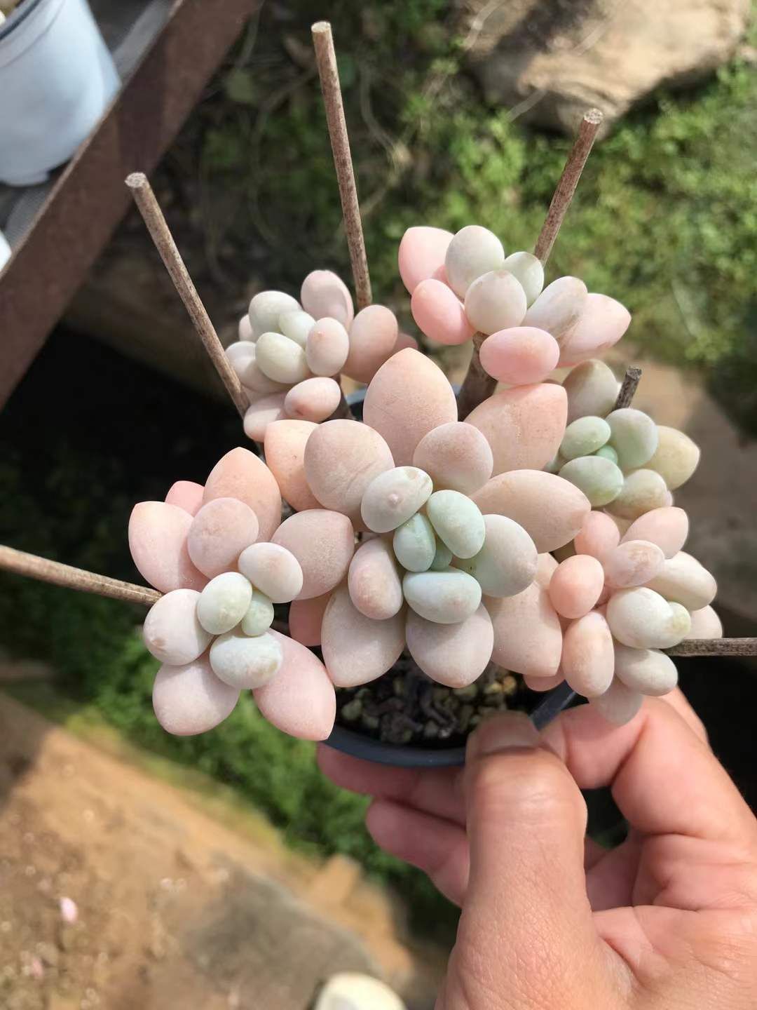 12株 ジェニービジン 多肉植物 エケベリア セダム アエオニウム グラプトペタルム 韓国苗 寄せ植え SKL 1438