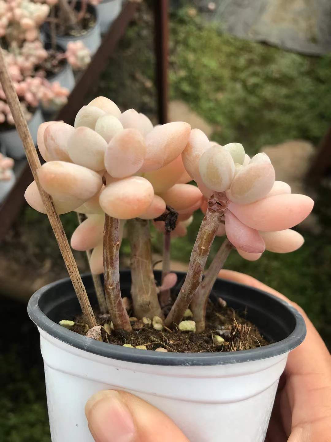 12株×ジェニービジン 多肉植物 エケベリア セダム アエオニウム グラプトペタルム 韓国苗 寄せ植え SKL 1438